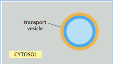 <p><span style="background-color: transparent;">The following vesicle originated from Golgi apparatus and fuses with the plasma membrane. Which monolayer will face outside (non-cytosolic side)?</span></p><p><span>A. Blue side</span></p><p><span style="background-color: transparent;">B. Sometimes blue and other times orange</span></p><p><span style="background-color: transparent;">C. It will be a hybrid of the two colors</span></p><p><span style="background-color: transparent;">D. orange side</span><br></p>
