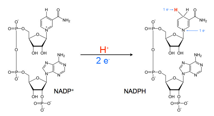 <p>Same molecule as NAD, just contains a phosphate on the 2’ Carbon. The oxidized form (NADP+) is used in anabolic pathways. </p>