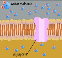 <p>- Via simple diffusion</p><p>- OR channels called aquaporins</p>