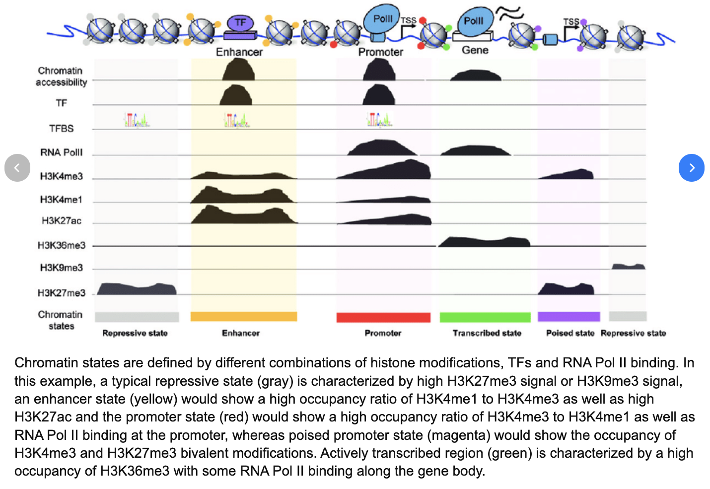 <p>the physical organization of the genome determines if, when, and where genes are accessible to be transcribed </p>