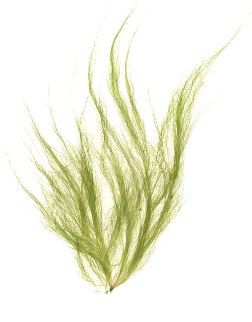 <p>Green algae</p><p></p>