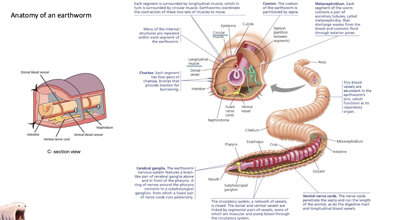 <p>EARTHWORM ANATOMY</p>