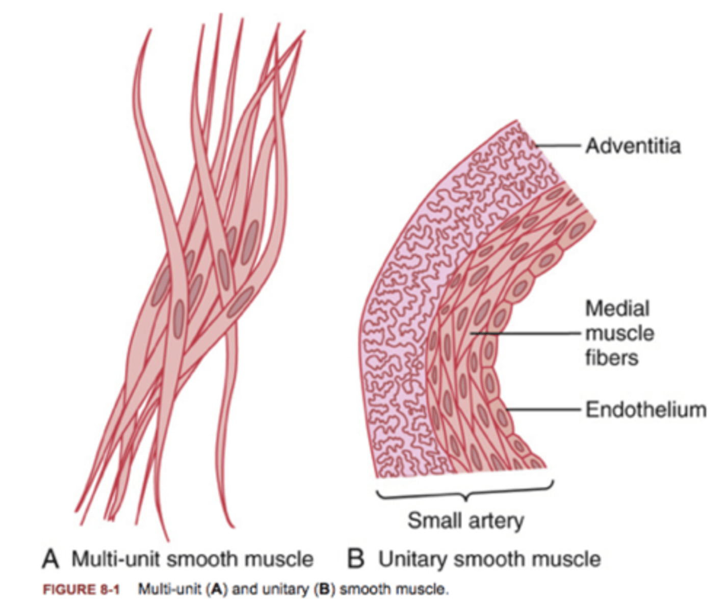 <p>Smooth muscle where many cells contract together.</p>
