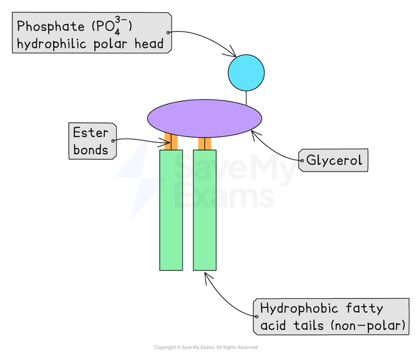 <p>Glycerol attached to two fatty acids by ester bonds &amp; one phosphate attached to a glycerol</p>