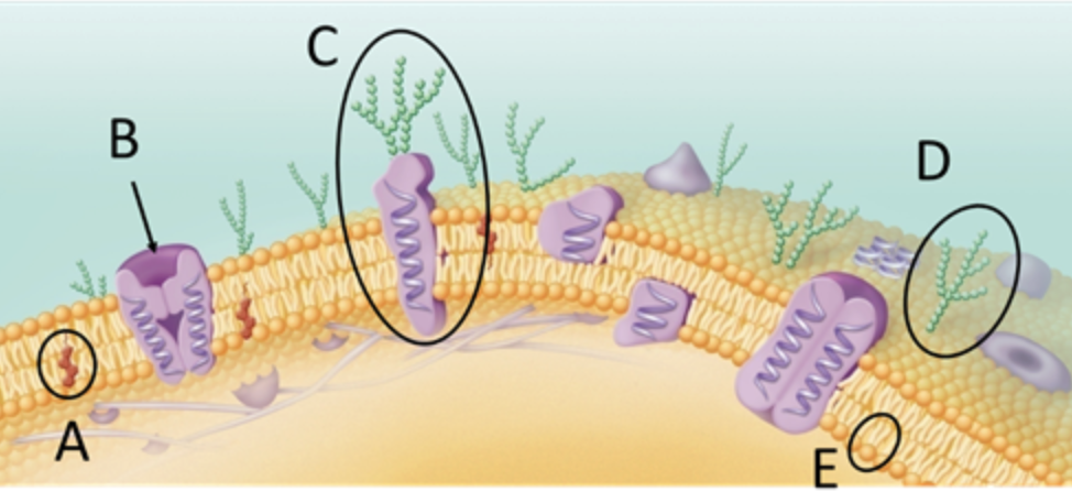 <p>which of the following controls the speed of the membrane and is produced by the smooth ER</p>
