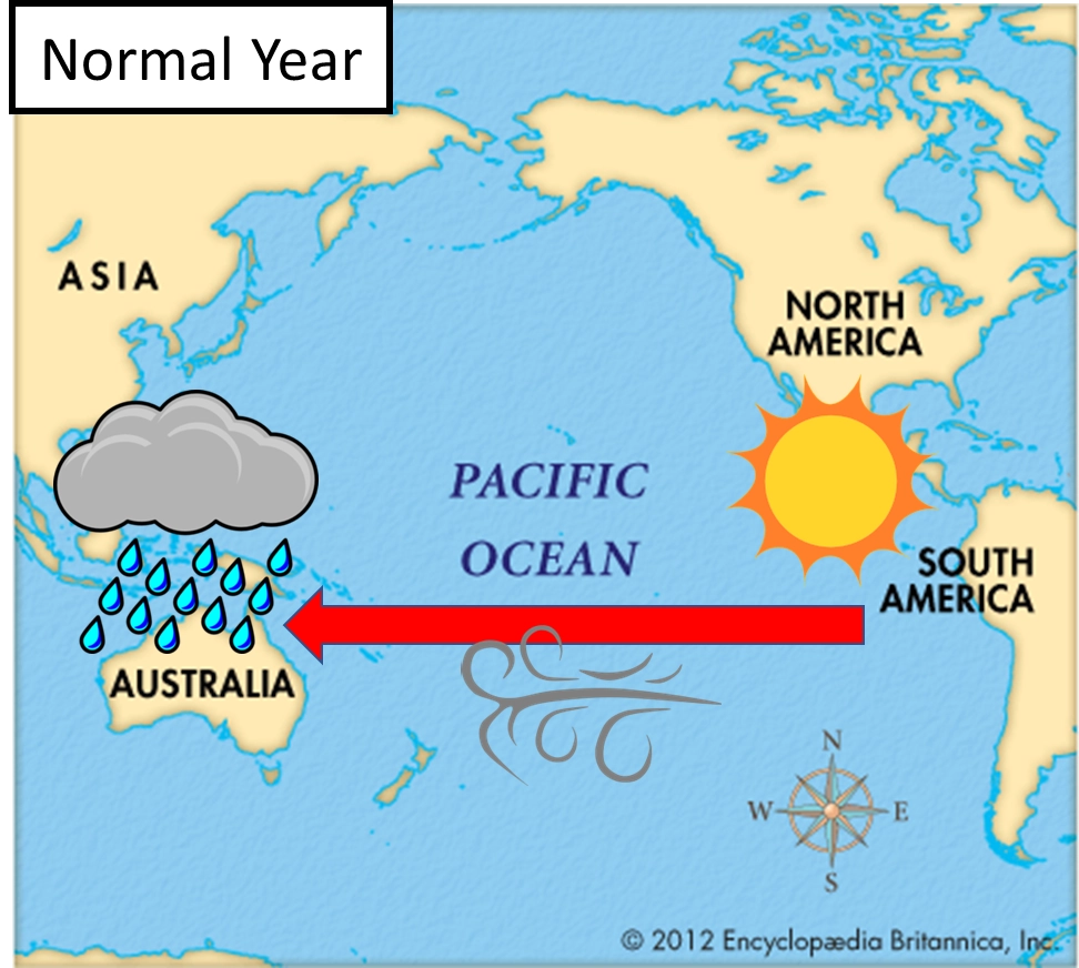 <p>winds blow <strong>east → west</strong> (south america → australia)</p><p>winds push warm water to the west making the sea levels in australia higher &amp; warm. low pressure here due to warm water heating the air above it</p><p>peru = high pressure, v little rain</p>
