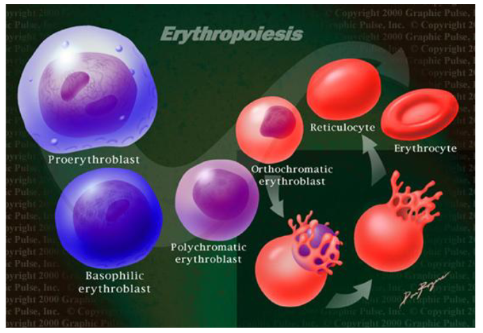 <p>- red blood cells made in red bone marrow</p><p>- starts as proerythroblast, into a smaller cell called basophillic erythroblast (basophillia means blue in cytoplasm)</p><p>- then it becomes smaller and becomes polychromatic erythroblast (poly means many, chromatic means colour, because its many colours (loses blue))</p><p>- shrinks more and nucleuc becomes smaller and darker (called orthochromatic erythroblast) - ortho means same. chroma is colour - so its the same colour as a red blood cell</p><p>- nucleus is then extruded and we end up with reticulocyte and erythrocyte</p><p>-</p>