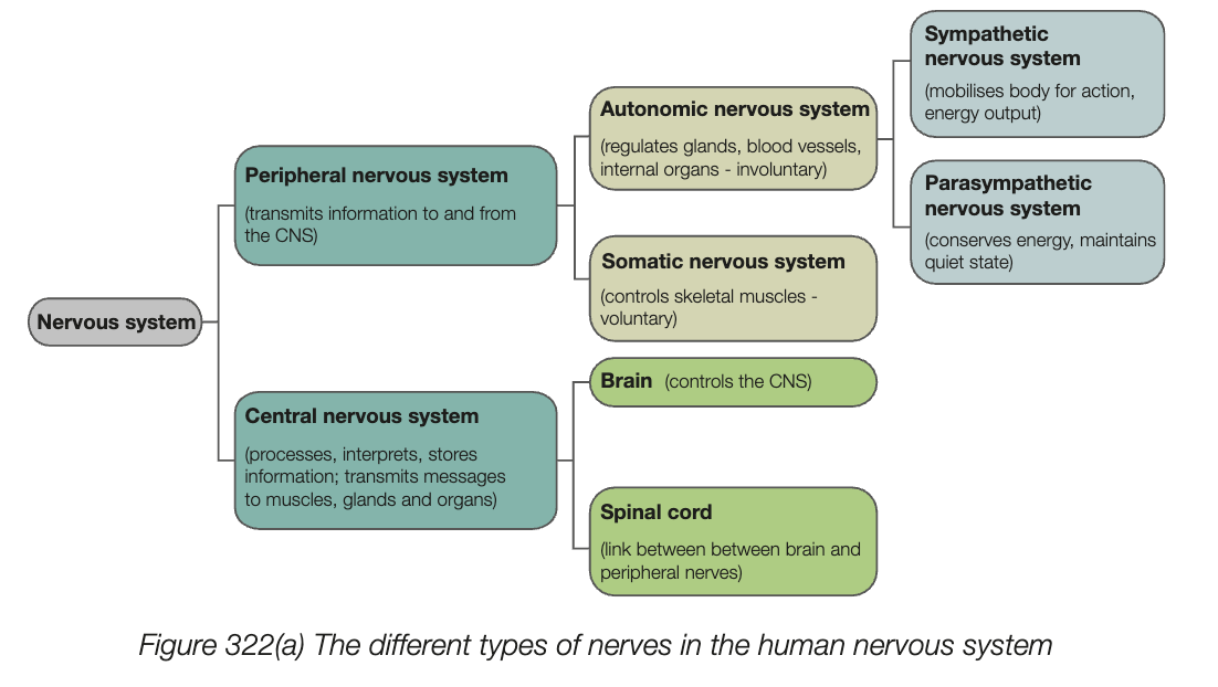 <ul><li><p>involved when more rapid and direct communications are required</p></li><li><p>made up of the central nervous system (CNS) and the peripheral nervous system (PNS)</p></li><li><p>nerves in PNS relay information from the sensory receptors to CNS and from the CNS to the effectors</p></li></ul><p></p>