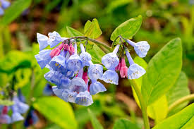 <p><strong>(<em>Mertensia virginica</em>)</strong> – Smooth blue bell-shaped flowers that emerge pink; lush foliage. Floodplains, moist woods. <strong>Autotroph; spring ephemeral.</strong><br><strong>Uses:</strong> Edible leaves when young (mild); ornamental; important pollinator plant.</p>