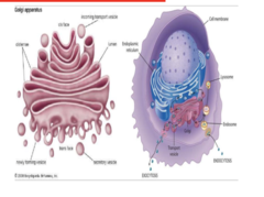 <p>The ER is a site of what? where does it occur? What does it include (2)?</p>