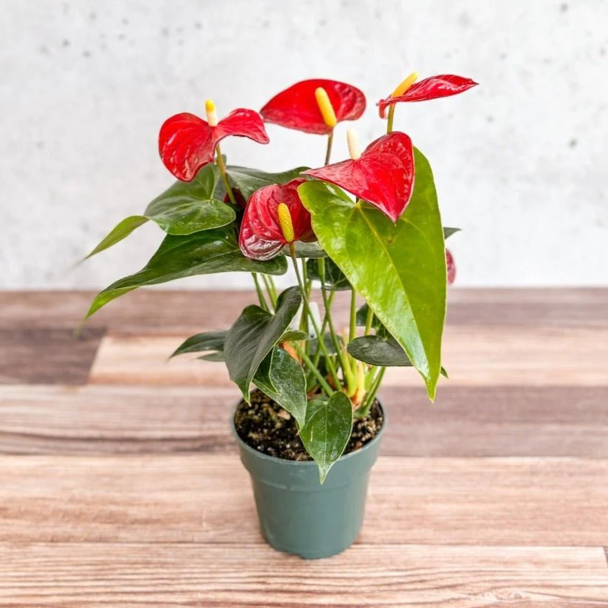 <p>Anthurium x andraeanum</p>