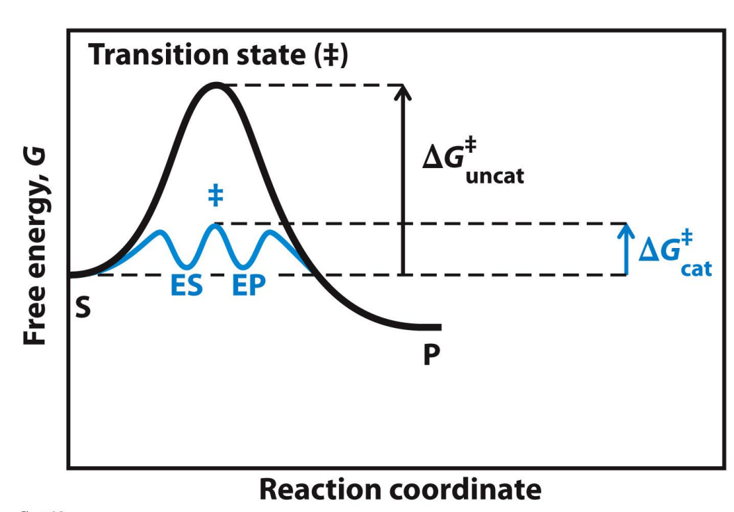 <p>What happens in an enzyme-catalsed reaction? </p>