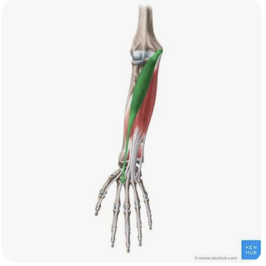 <p>O: Medial epicondyle of humerus</p><p>I: Base of 2nd metacarpal</p><p>A: Flexion of hand; abduction/radial deviation of hand</p><p>N: Median nerve</p>