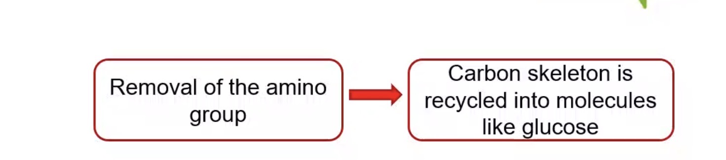 <p>Aminotransferases.</p>