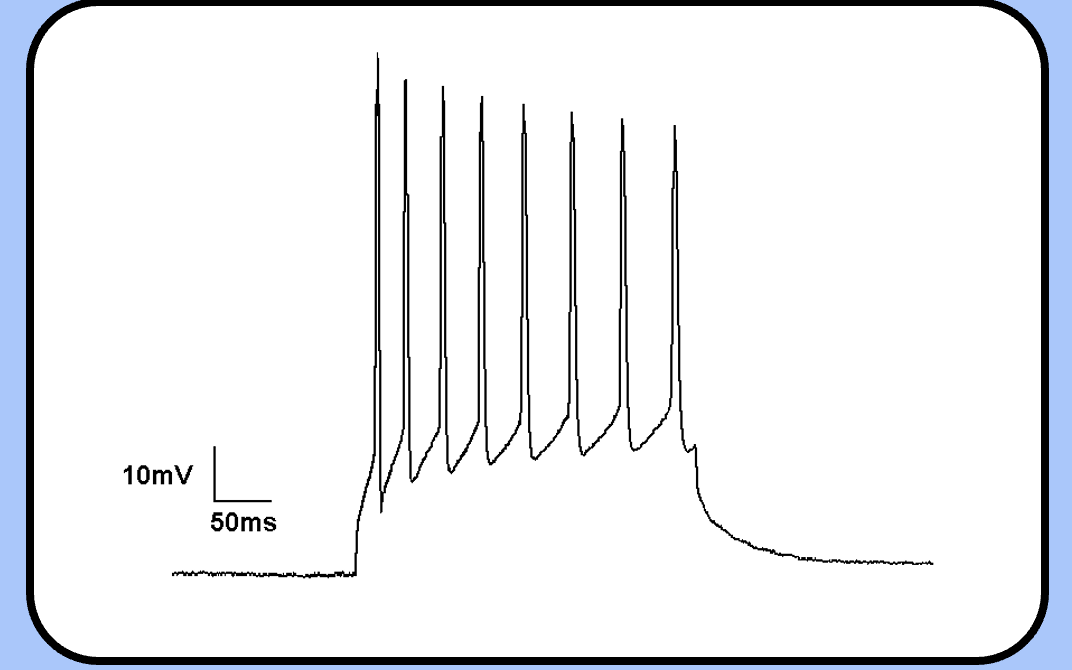 <p>changes during an action potential train</p>