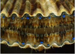 <p>What phylum and class do these belong to? Also what animal is this?</p>
