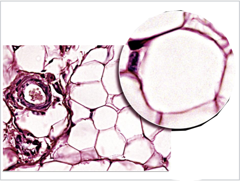 <p>identify the following tissue, function, location, and features </p>