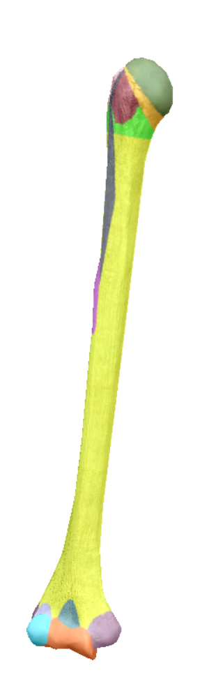 <p>long grey</p>