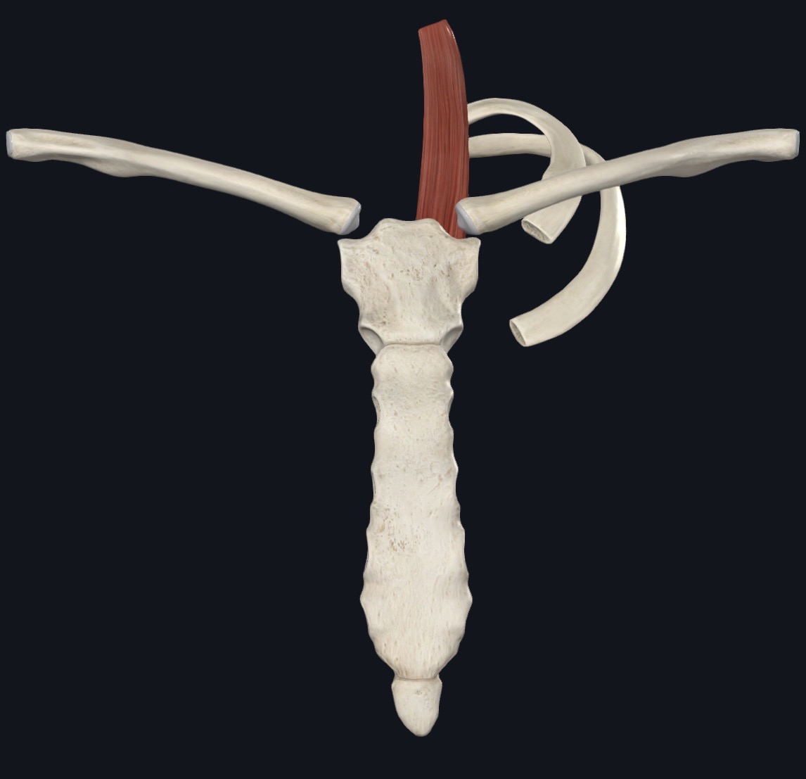 <p>Sternothyroid Nerve</p>