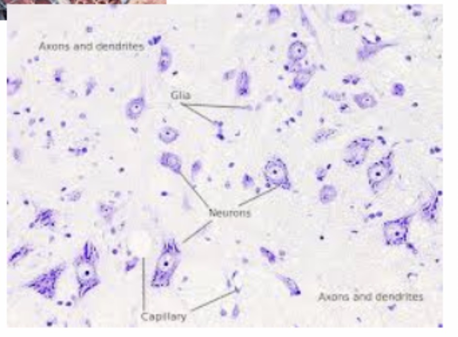 <p><span>Satellite glial cells: Function and etc: Surround neuron cell bodies in PNS ganglia and support the neuronal environment.</span></p>