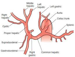 <p>branch of the hepatic artery proper that supplies the right lobe of the liver</p><p>split of the Y that goes to pt R</p><ul><li><p>structure</p></li></ul><p></p>