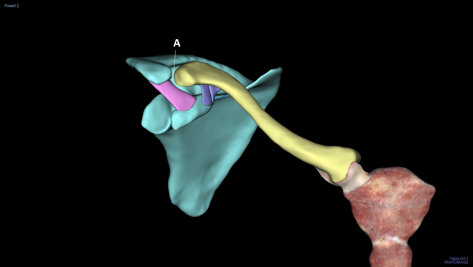 <p>A</p>