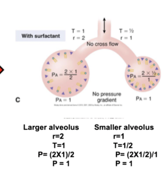 <p>yes, because the molecules are closer together in a small alveoli, surfactant will work stronger causing the pressure in a smaller alveoli to be equal to that of a bigger alveoli</p>