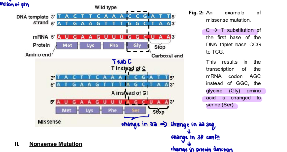 <ul><li><p>nucleotide substitutions may or may not affect the amino acid sequence of a protein depending on the location of the substitution </p></li></ul><p><u>Missense mutation </u></p><ul><li><p>nucleotide substitution in DNA sequence changes the mRNA codon, resulting in the <u>translation of a different amino acid </u></p></li><li><p><u>amino acid sequenc</u>e of the polypeptide is <u>changed </u>= resulting in a change in the<u> specific 3-dimensional conformation</u> of the protein = <u>function</u> of the protein is altered </p></li></ul><p>*change in a.a —> change in a.a sequence —> change in 3D conformation —> change in protein function </p><p>e.g. sickle cell anaemia </p><p></p><p></p>