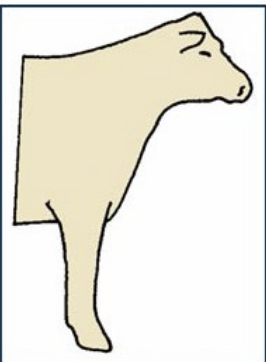 <p>leg is straight down and hoof is slightly bent forward</p>