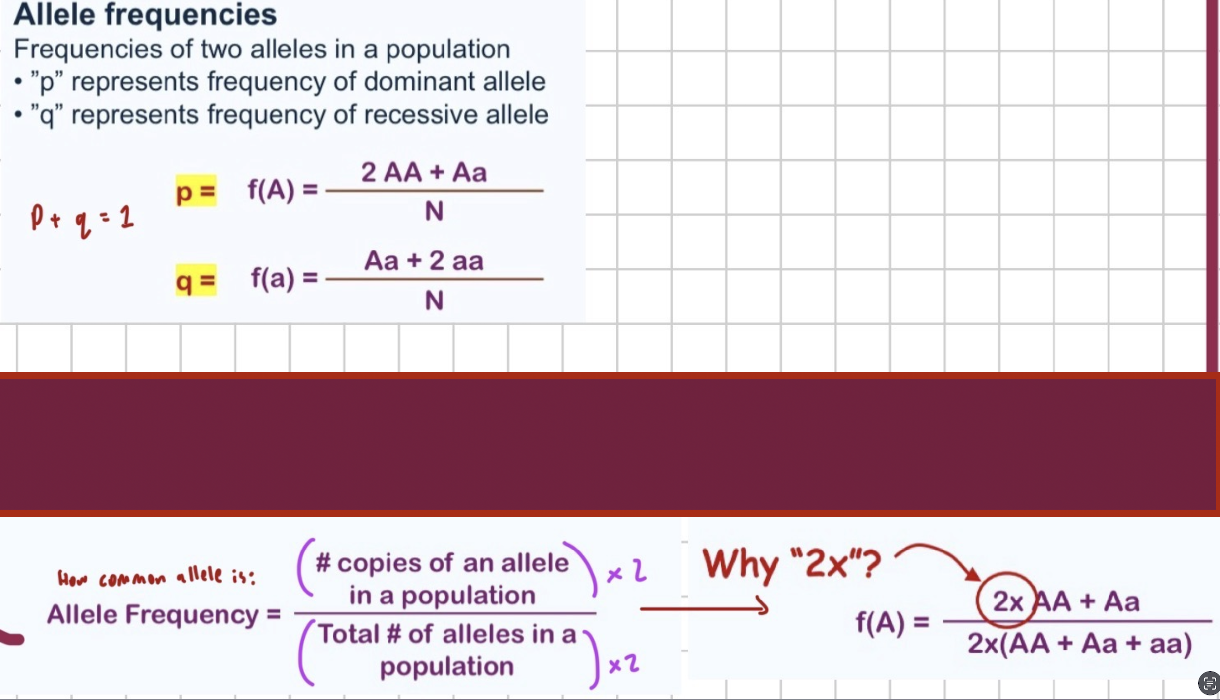 <p>How common allele is</p><p>p = Freq of dominant allele</p><p>q = Freq of recessive allele</p>