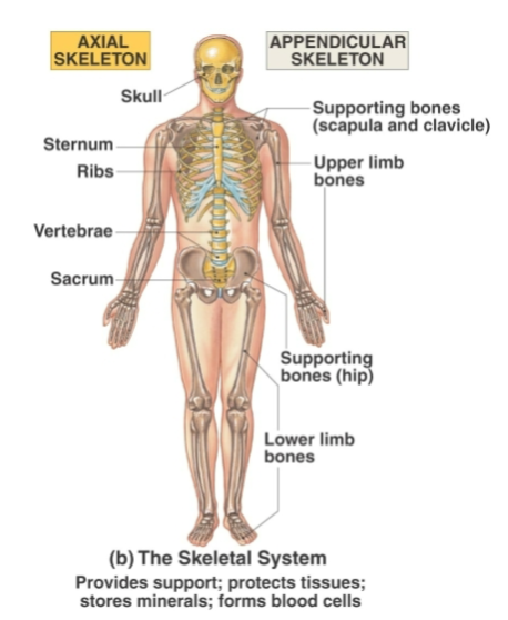 <p>Bones, cartilage, joints, ligaments, bone marrow</p>