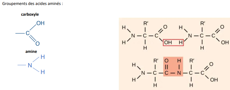 <p>Molécule comprenant au moins deux résidus d'acides aminés reliés par la <strong>liaison peptidique (covalente)</strong></p>