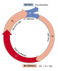 <ol><li><p class="Paragraph SCXW203924453 BCX8" style="text-align: left;"><span style="line-height: 20.925px;"><span>First gap (G1) phase </span></span></p></li></ol><ul><li><p><span style="line-height: 20.925px;"><span>Growth means that cells become larger, make more organelles and proteins </span></span></p></li><li><p><span style="line-height: 20.925px;"><span>Performing physiological jobs means that each cell in an organism performs their specialized life functions </span></span></p></li></ul><ol start="2"><li><p class="Paragraph SCXW203924453 BCX8" style="text-align: left;"><span style="line-height: 20.925px;"><span>Synthesis (S) Phase </span></span></p></li></ol><ul><li><p><span style="line-height: 20.925px;"><span>This phase is the phase where the cell’s chromosomes are copied </span></span></p></li><li><p><span style="line-height: 20.925px;"><span>The chromosomes of a eukaryotic cell are more complex and greater in number compared to prokaryotes </span></span></p></li></ul><ol start="3"><li><p class="Paragraph SCXW203924453 BCX8" style="text-align: left;"><span style="line-height: 20.925px;"><span>Second Gap (G2) Phase </span></span></p></li></ol><ul><li><p><span style="line-height: 20.925px;"><span>The copy made of the chromosome during the S phase is checked for copying errors and those errors are repaired (DNA Repair) </span></span></p></li><li><p><span style="line-height: 20.925px;"><span>Cell starts producing the enzymes and other proteins needed for mitosis</span></span></p></li></ul><p></p>