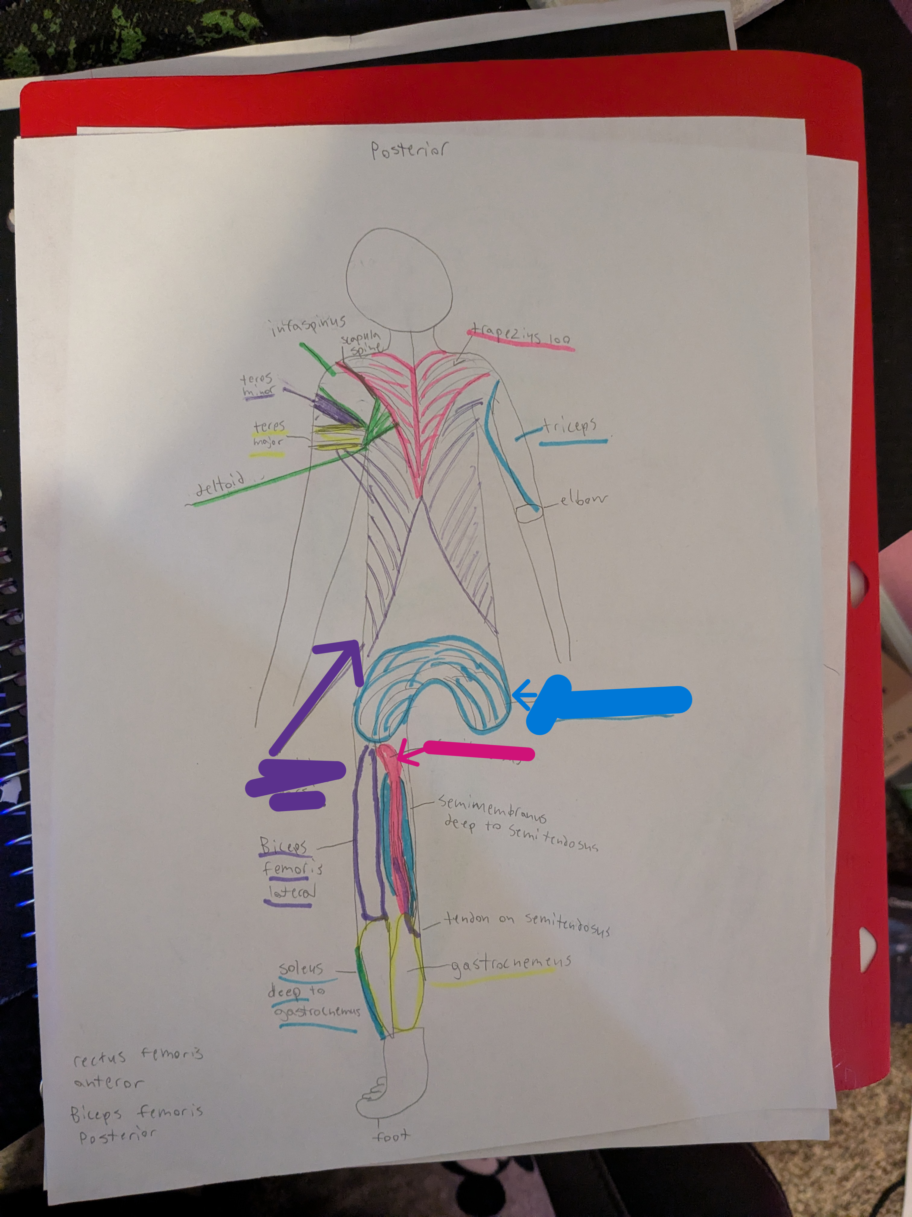 <ul><li><p>purple= lattisimus dorsi</p></li><li><p>blue= gluteus maximus</p></li><li><p>pink= semitendenosus</p></li></ul><p></p>