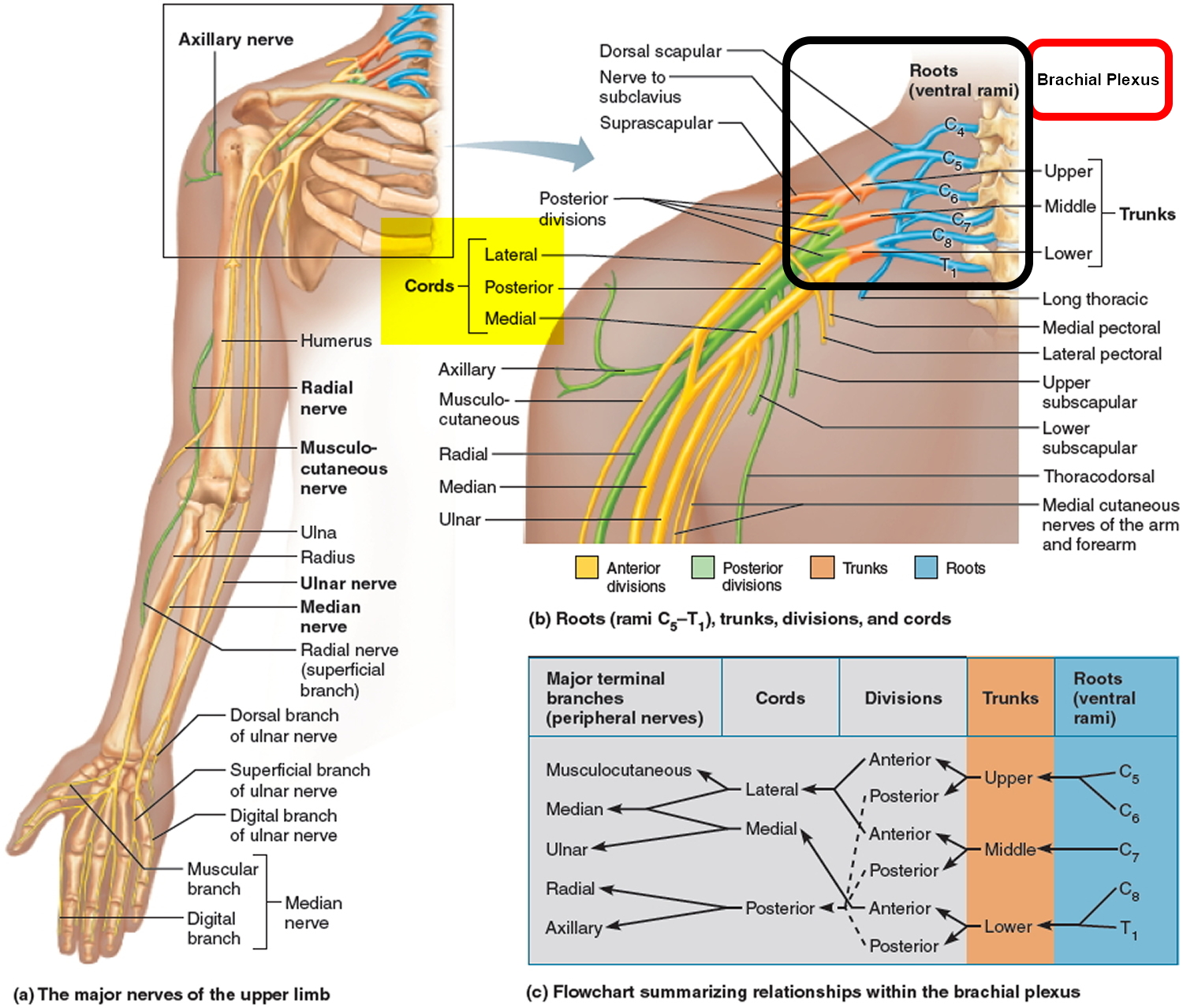 <p>Down into the middle upper arm, likely bc of brachial nerve traveling through there</p>