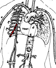 <p>Identify the structure</p>