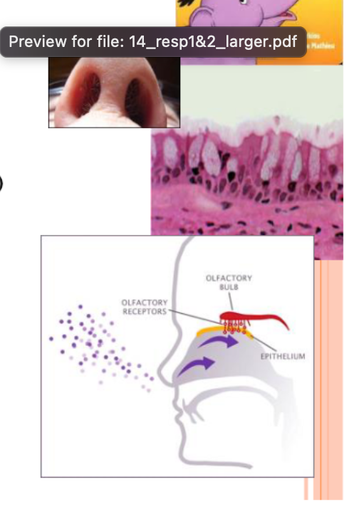 <ul><li><p>Two regions-external nose and nasal cavity</p></li><li><p>Functions:</p><ul><li><p>Airway </p></li><li><p>Moisten and Warms entering air</p><ul><li><p>respiratory mucosa</p></li></ul></li><li><p>Filters and Cleans inspired air</p><ul><li><p>respiratory mucosa &amp; vibrissae (hairs) </p></li></ul></li><li><p>Chamber to resonate speech</p><ul><li><p>only certain sounds</p></li><li><p>sound still being produced, but not bouncing off chamber</p></li></ul></li><li><p>Olfactory receptors</p><ul><li><p>olfactory mucosa on superficial surface </p></li></ul></li></ul></li></ul><p></p>