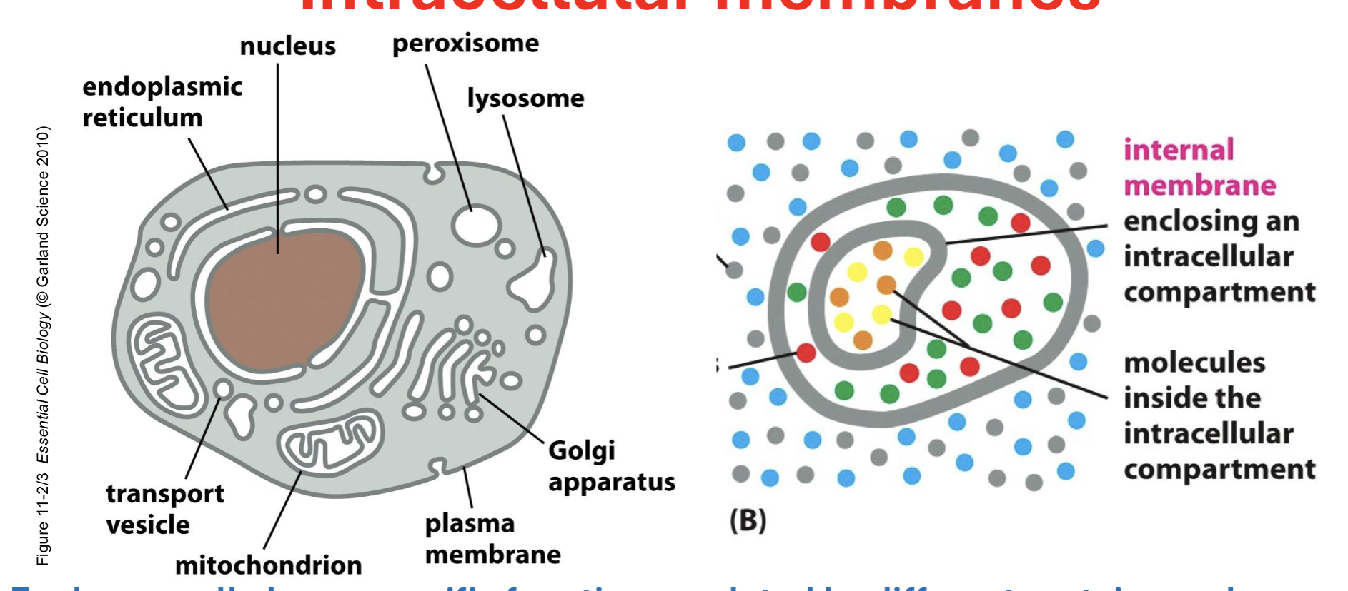 <p>water impermeable, each organelle has a specific function regulated by diff proteins + need membranes to separate them from the rest of cell</p>