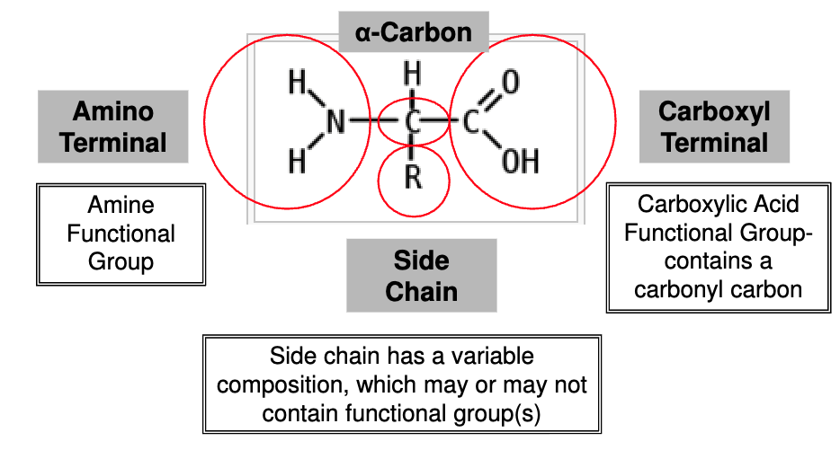 <p>this can be considered the monomer</p>