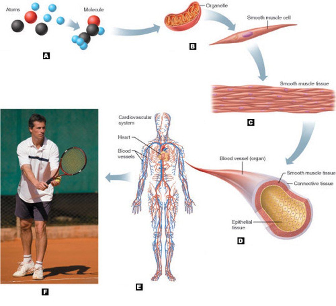 <p>The way living things are structured and organized at the cellular level.</p>
