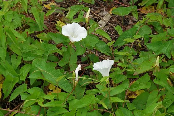 <p>Calystegia septum </p><p>Hedge bindweed</p><p><span>A perennial, native wildflower with twining stems climbing to 3m or more. It has broad, heart-shaped leaves and, in summer, white, trumpet-shaped flowers 3-7cm across</span></p>