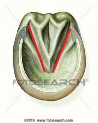 <p>What is this part of the equine hoof?</p>