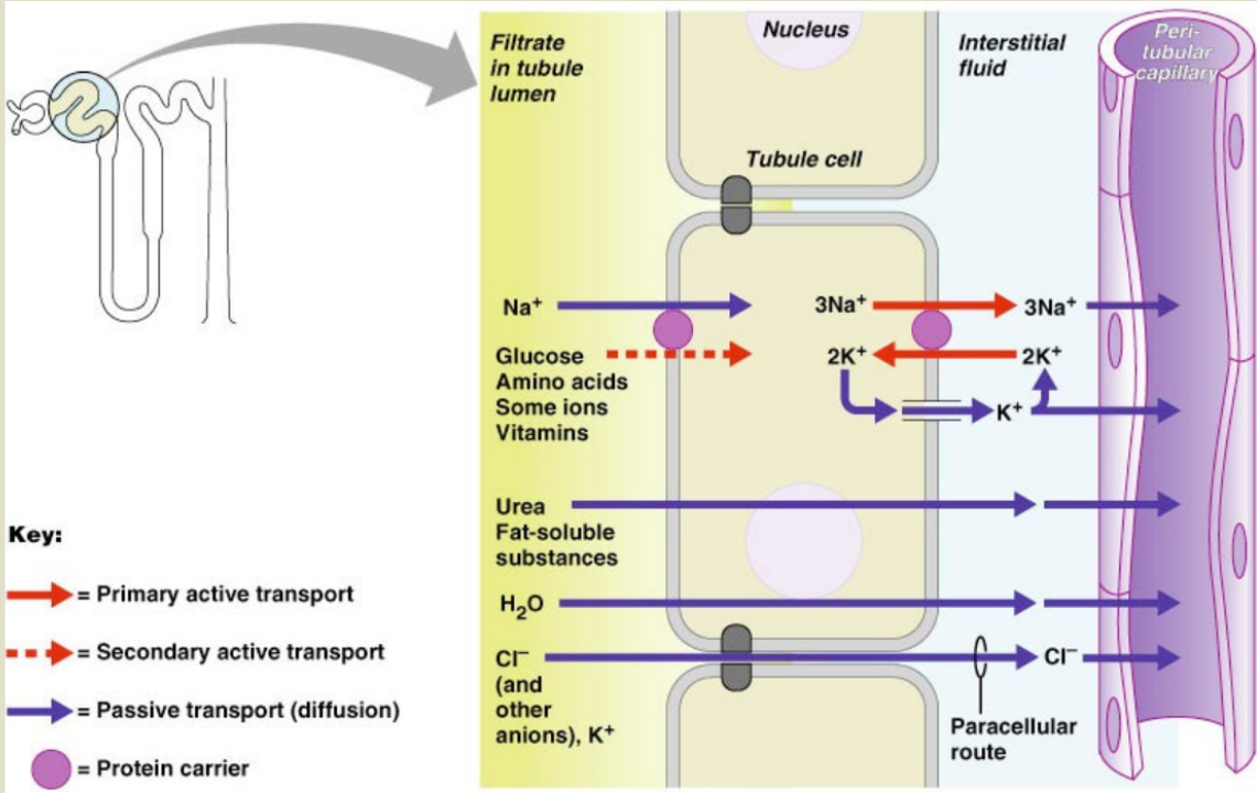 <p>reabsorption by pct cells:</p><p>active pumping of Na+ drives reabsorption of</p><ol><li><p>water by osmosis, aided by water-filled pores called _____</p></li><li><p>_____ and _____ by diffusion</p></li><li><p>organic nutrients and selected cations by _____</p></li></ol><p></p>
