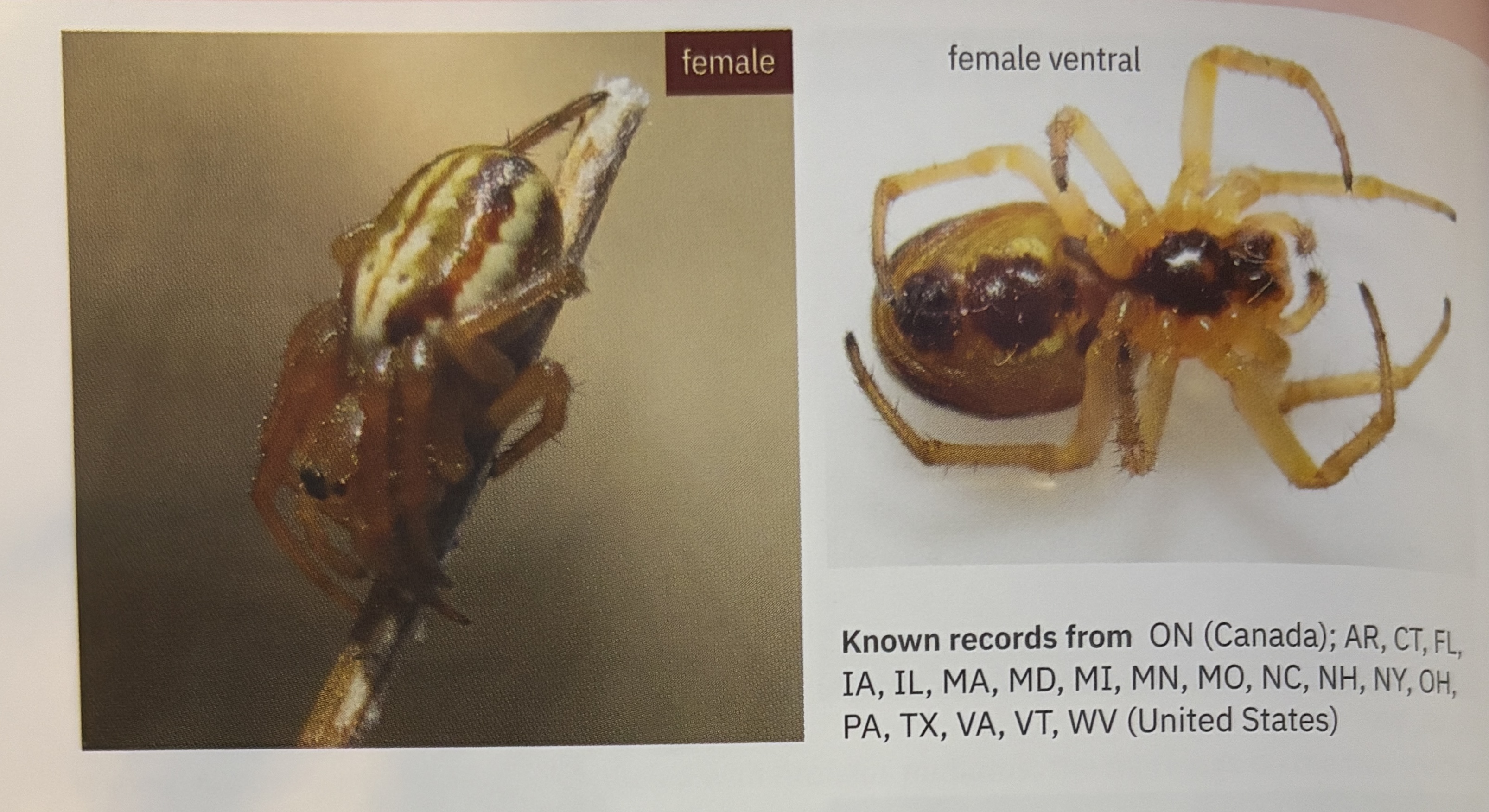 <p>Araneus pratensis - “openfield orbweaver”</p><p>family: Araneidae</p>
