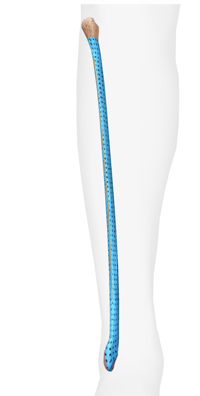 <p>What is this part of the fibula</p>