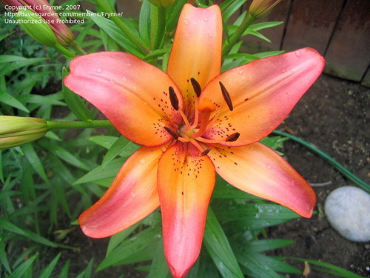 <p>Irises, lilies, and trilliums have groups of this number in flower parts or petal numbers, which is a Fibonacci number.</p>