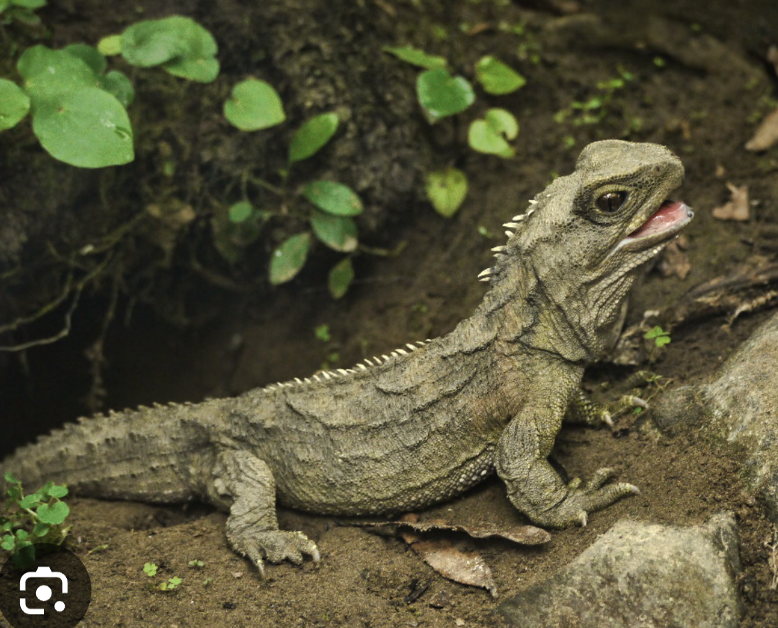 <p>tuatara</p>