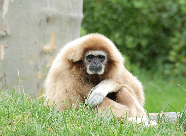 <p>White-handed Gibbon</p>