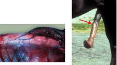 <p>What is this? Is it normal or abnormal?</p>