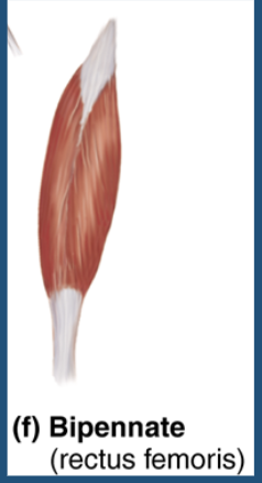 <p>bipennate fascicles </p>
